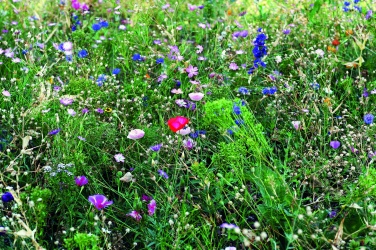 Logo trade corporate gifts picture of: Flowers mix seeds in envelope