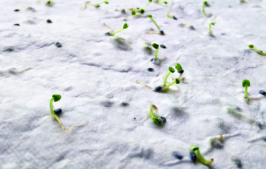 Logo trade corporate gifts picture of: Wildflower seed business card.