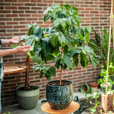 Logo trade reklaamkingi pilt: Treemore Letterbox Trees Kohv